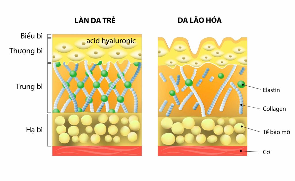 3 Dịch Vụ Tiêm Căng Bóng Xóa Nhăn Hiệu Quả Nhanh Chóng Không Cần Nghỉ Dưỡng