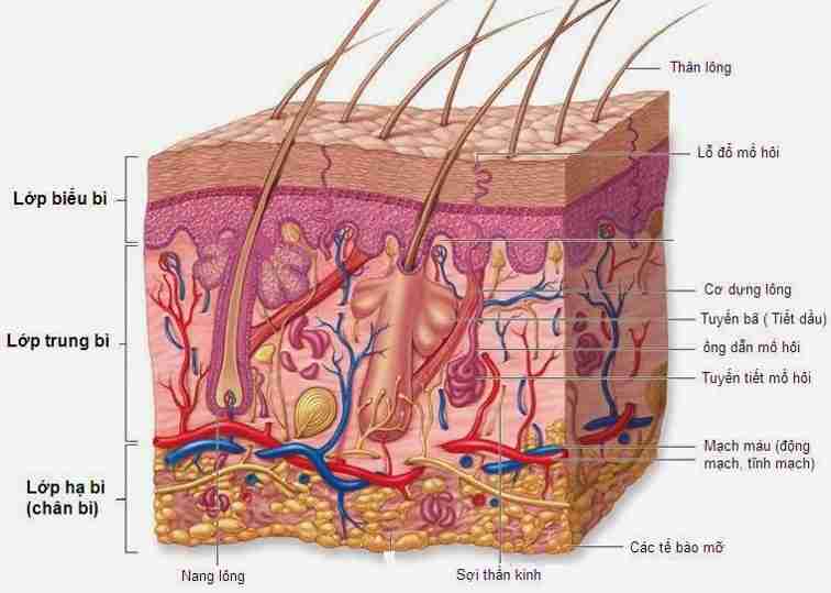 Nâng mũi bằng trung bì mỡ có thực sự tốt không?