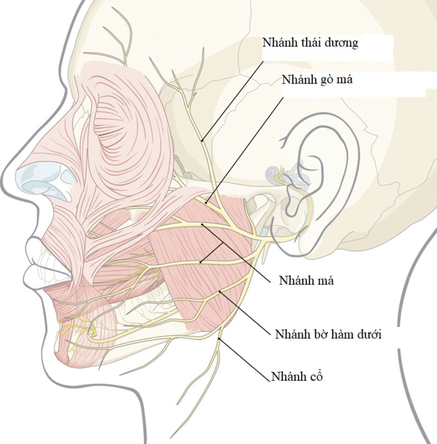 Căng da thái dương: 5 lưu ý – 5 biến chứng thường gặp
