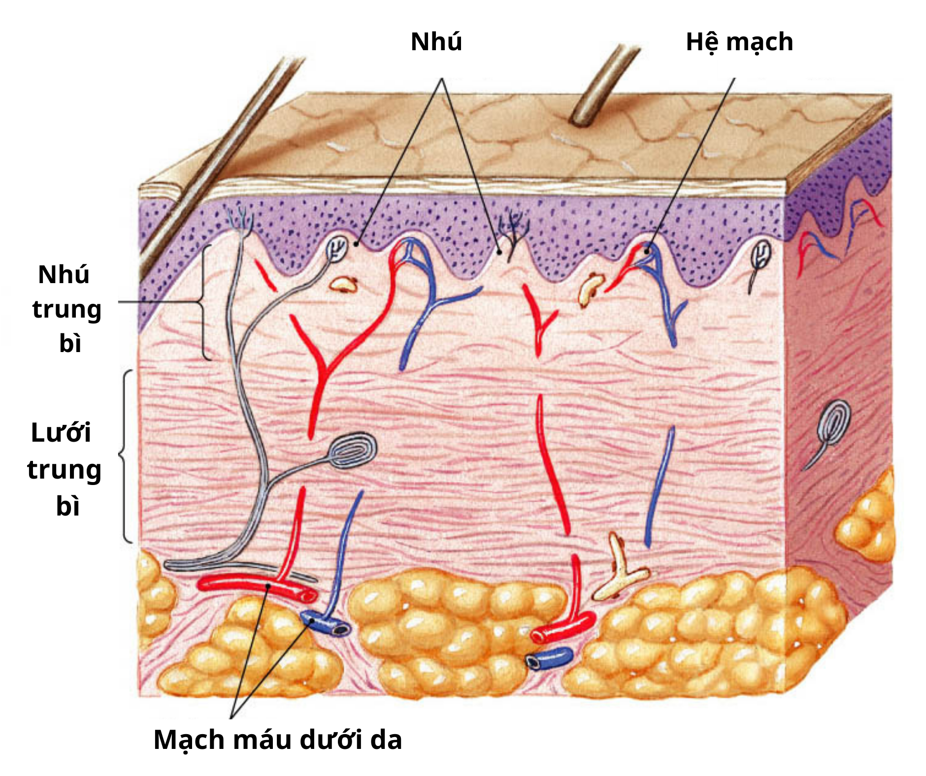 6 ưu và nhược điểm của nâng mũi trung bì mỡ
